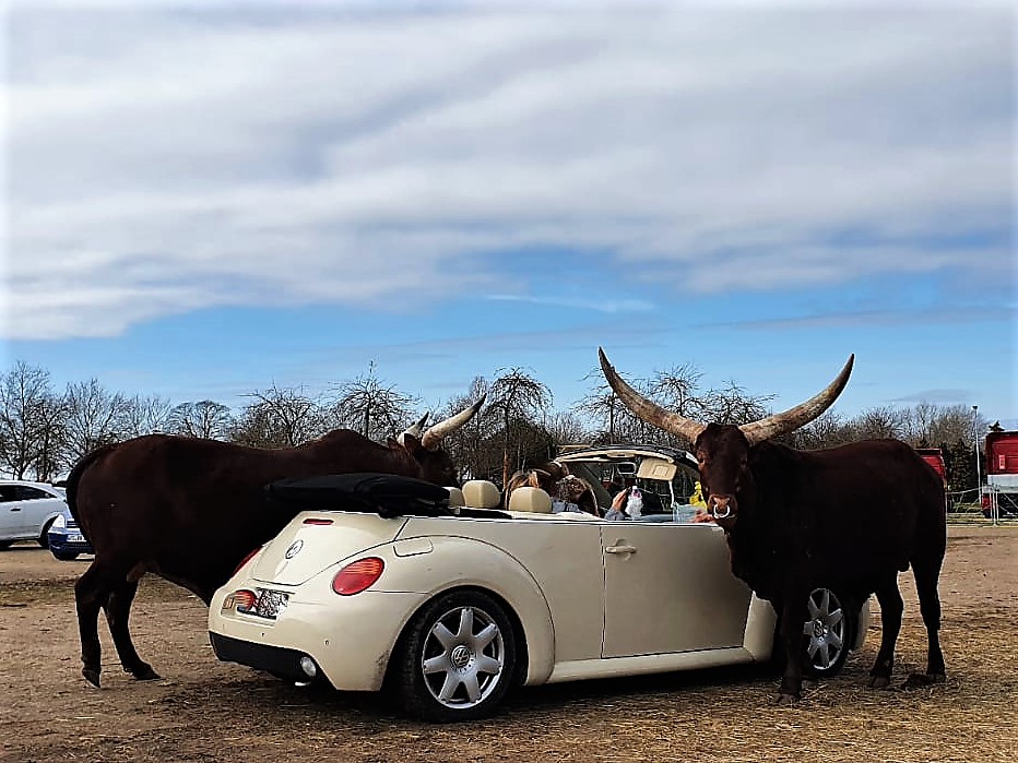 Drive In Safariland