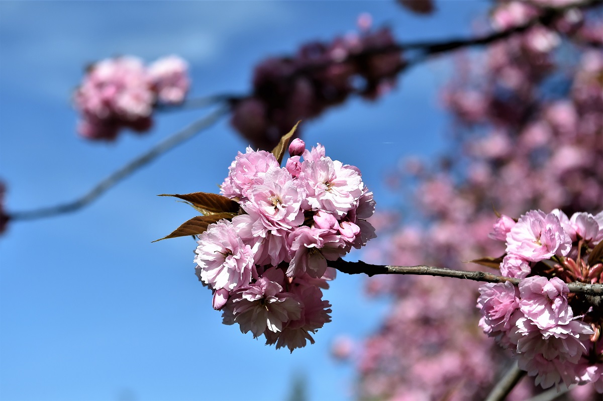 Kirschblütenallee Dinslaken