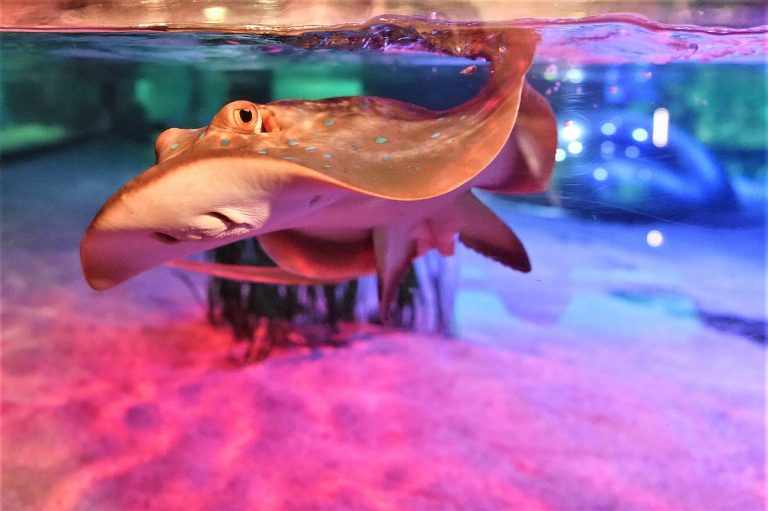 Sea Life Oberhausen - mit Gewinnspiel - VerPOTTet